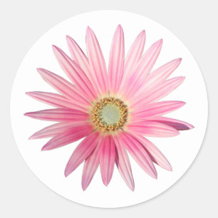 Pegatina Redonda Daisy africano rosado