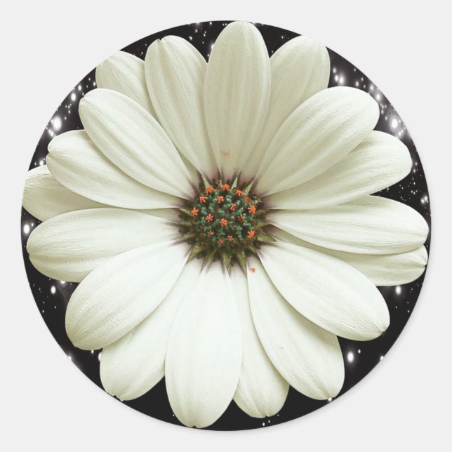Pegatina Redonda Daisy blanco (Anverso)