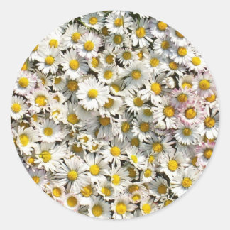 Pegatina Redonda Daisy Daisy