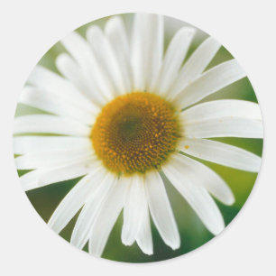 Pegatina Redonda Daisy de Oxeye blanco - Leucanthemum vulgare