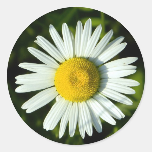 Pegatina Redonda Daisy Delight (Anverso)