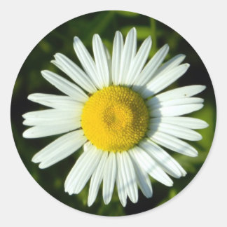 Pegatina Redonda Daisy Delight