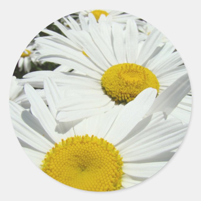 Pegatina Redonda Daisy Flowers pegatinas blancos diasisa personaliz (Anverso)