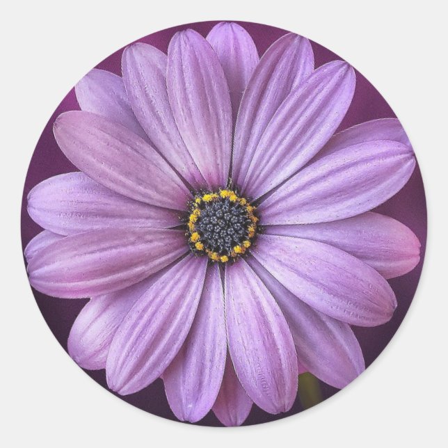 Pegatina Redonda Daisy morado- (Anverso)