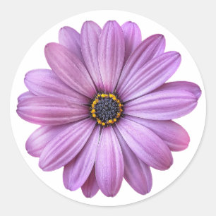 Pegatina Redonda Daisy morado en Pegatinas blancos