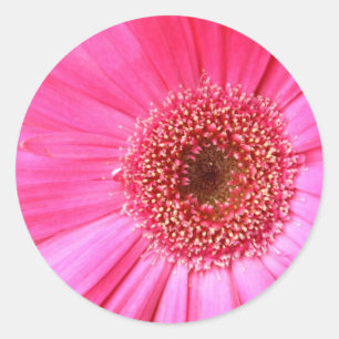 Pegatina Redonda Daisy rosa caliente