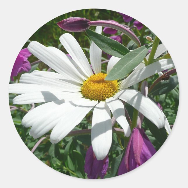 Pegatina Redonda Daisy y Fireweed Wildflower (Anverso)