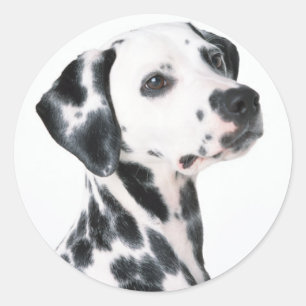 Pegatina Redonda Dalmatiano