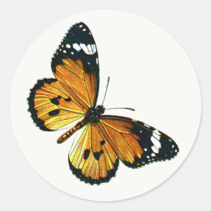Pegatina Redonda Danaus chrysippus - Llanto tigre, o reina africana