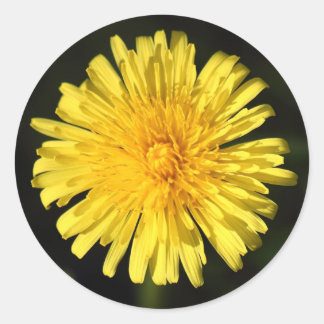 Pegatina Redonda Dandelion