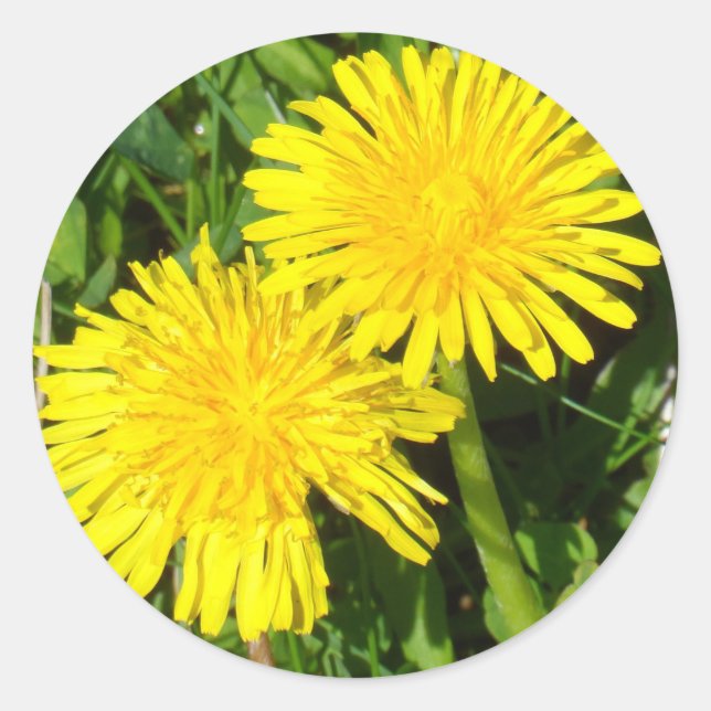 Pegatina Redonda Dandelions (Anverso)
