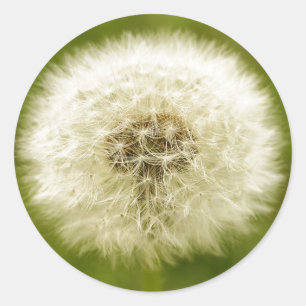 Pegatina Redonda Dandy Lion