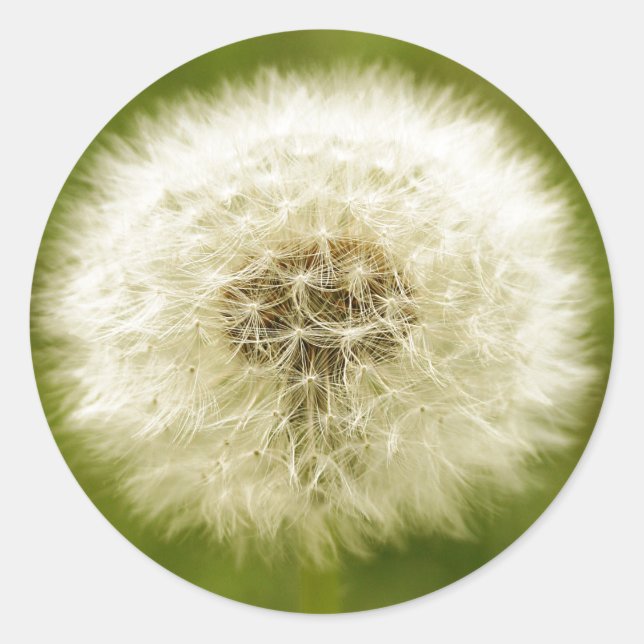 Pegatina Redonda Dandy Lion (Anverso)