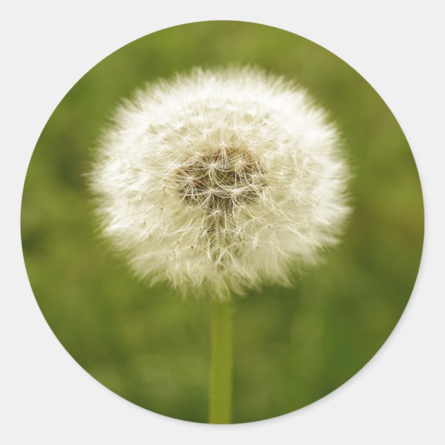 Pegatina Redonda Dandy Lion (Anverso)