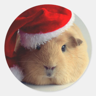 Pegatina redonda de cobaya adorable con sombrero d