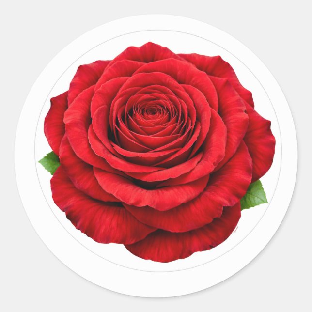 Pegatina Redonda Deep Red Rose Round Envelope Seal Sticker (Anverso)