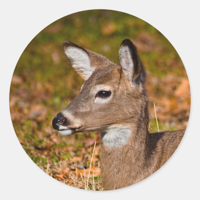 Pegatina Redonda Deer (Anverso)