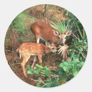 Pegatina Redonda Deer clave