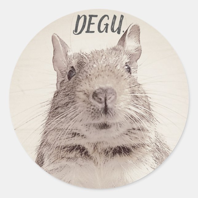 PEGATINA REDONDA ♧ DEGU ♧ (Anverso)