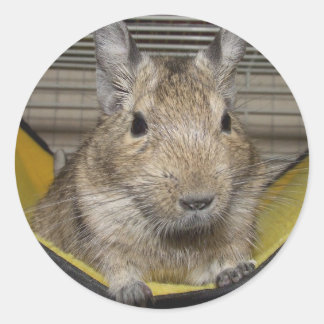 Pegatina Redonda Degu
