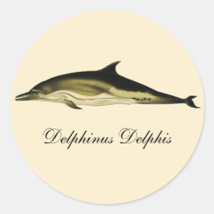 Pegatina Redonda Delfín Delphinus Delphis, Animales Marinos Antiguo