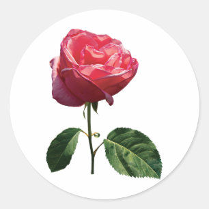 Pegatina Redonda Delicado Rosebud Rosa