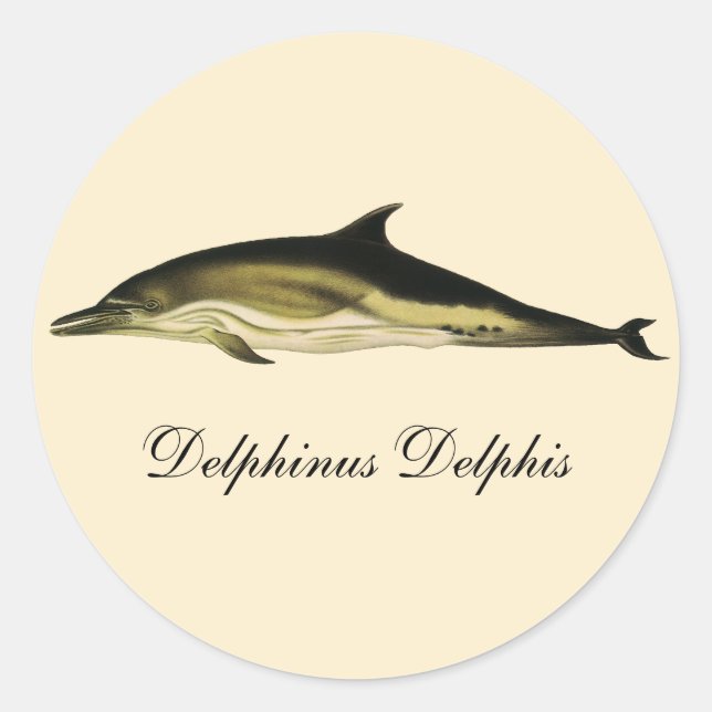 Pegatina Redonda Delphin Delphinus Delphis, mamíferos marinos vinta (Anverso)