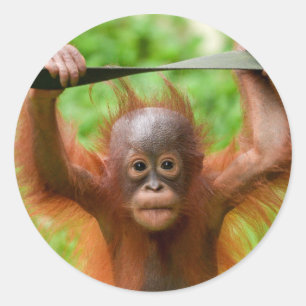 Pegatina Redonda Demasiado lindo para manejar – Pequeño orangután