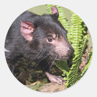 Pegatina Redonda Demonio de Tasmania, Australia