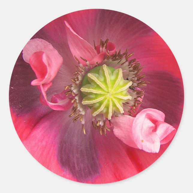 Pegatina Redonda Dentro de la amapola (Anverso)