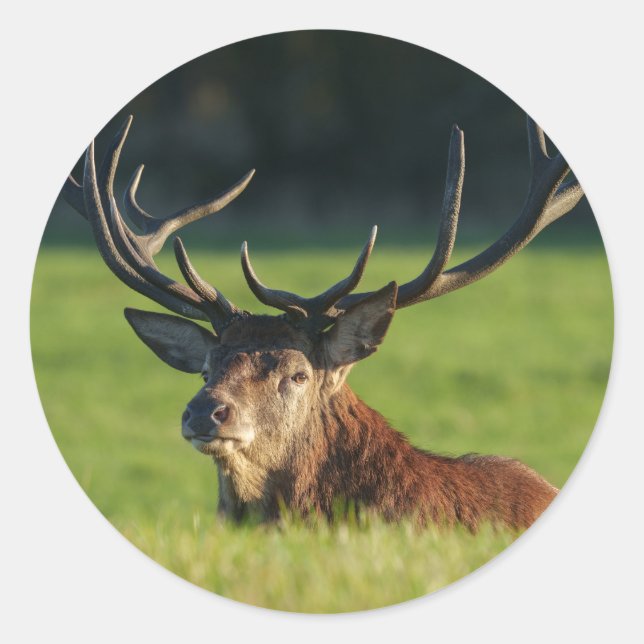 Pegatina Redonda Descanso En La Grasa Verde (Anverso)