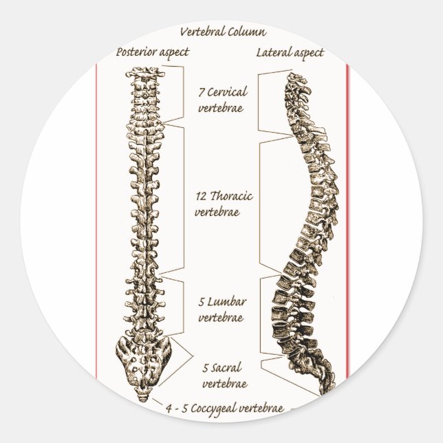 Pegatina Redonda Detalles de la columna vertebral Sepia2 (Anverso)