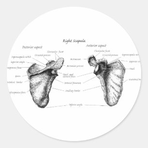 Pegatina Redonda Detalles de Scapula