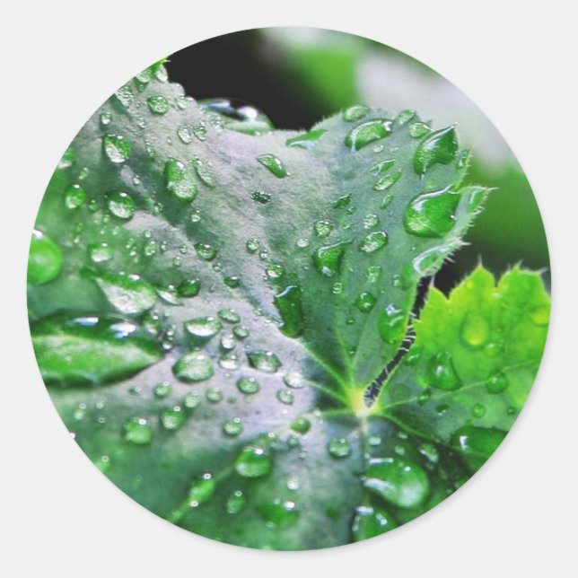 Pegatina Redonda Dew Water Droplets Droplets (Anverso)