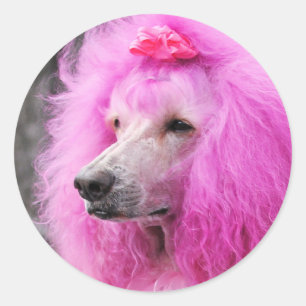 Pegatina Redonda Día 2010 #11 del caniche