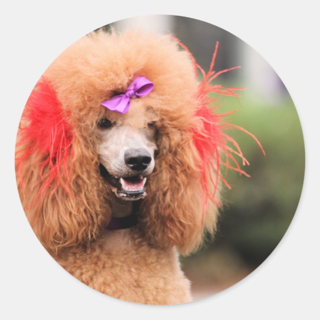 Pegatina Redonda Día del perro caniche 2010 #1 (Anverso)