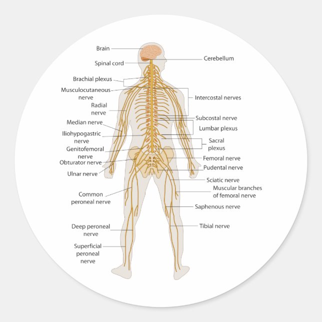 Pegatina Redonda Diagrama del sistema nervioso del cuerpo humano (Anverso)