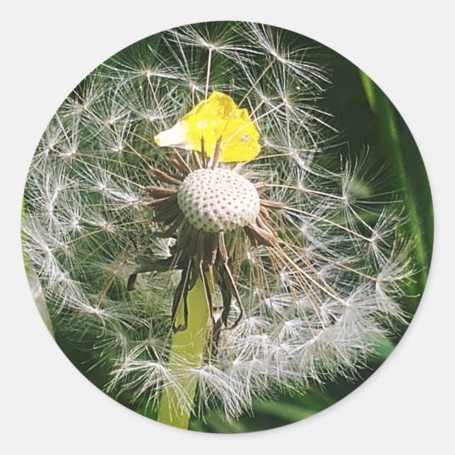 Pegatina Redonda Diardelio cutáneo (Anverso)