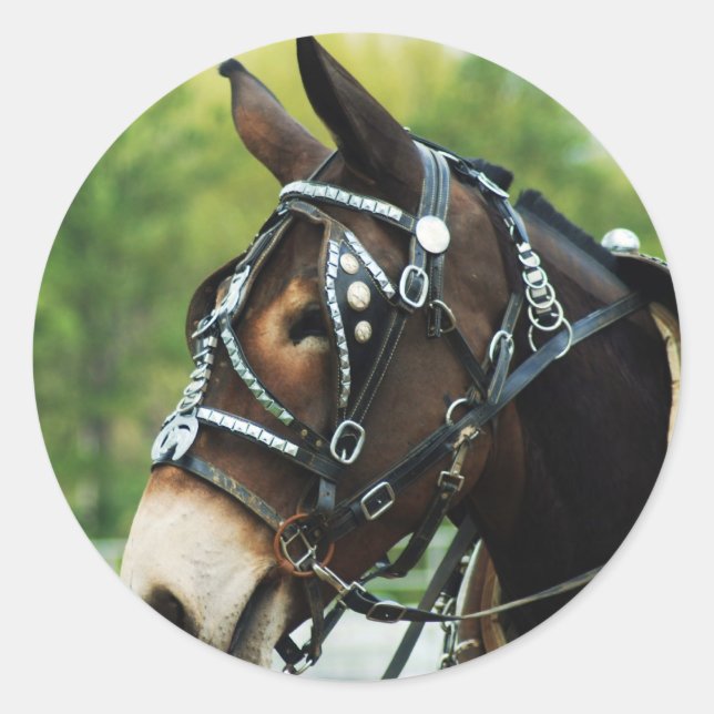 Pegatina Redonda días de mulas (Anverso)