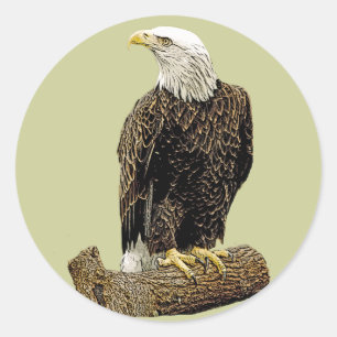Pegatina Redonda Dibujo de Eagle calvo