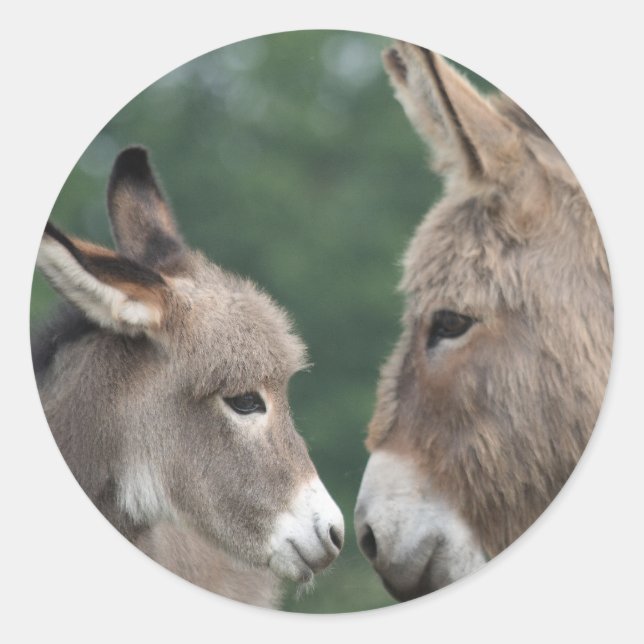 Pegatina Redonda Dinky Donkey (Anverso)