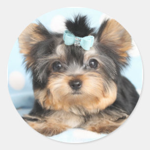 Pegatina Redonda Diseño Cute Little Yorkie Pup