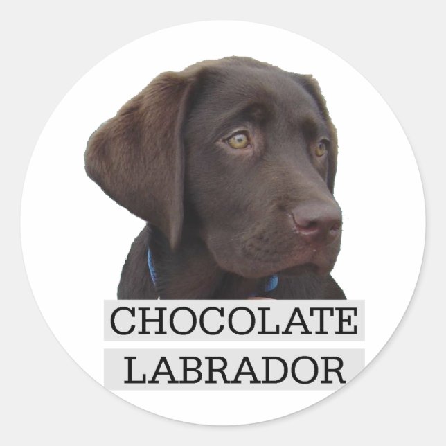 Pegatina Redonda ¡Diseño único de Chocolate Labrador! (Anverso)