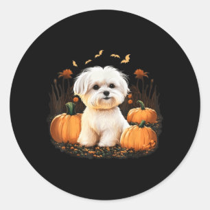 Pegatina Redonda Disfraz de calabaza para perro maltés en perro mal