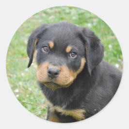 Pegatina Redonda Doggy McDogface Rottweiler Puppy
