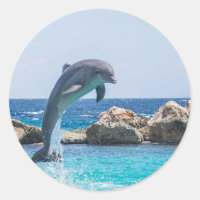 Dolphin Bottlenose