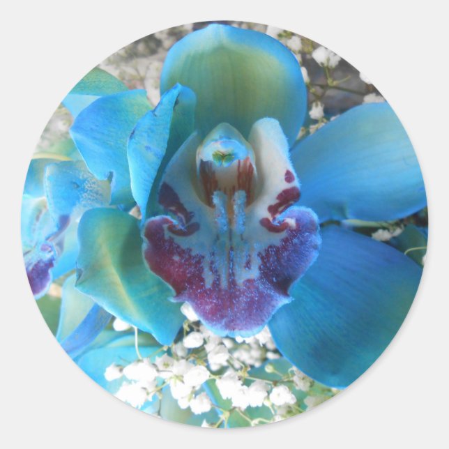 Pegatina Redonda Donella (Anverso)