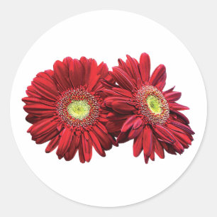 Pegatina Redonda Dos Daisies Rojos