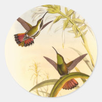 Dos Hummingbirds coloridos que buscan la misma flo