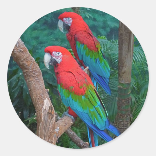 Pegatina Redonda Dos Macaws Rojos y Verdes Ara Cloropterus (Anverso)